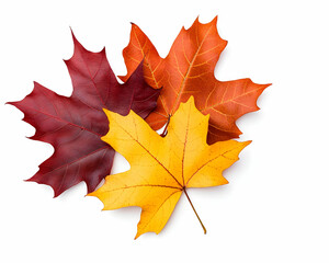 Maple leaves arrangement on white. Autumn foliage for seasonal backgrounds and design elements