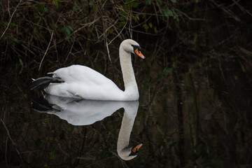 A single lone beautiful white swan glides peacefully through clam water in its natural fresh water habitat. This enigmatic creature moves with grace 