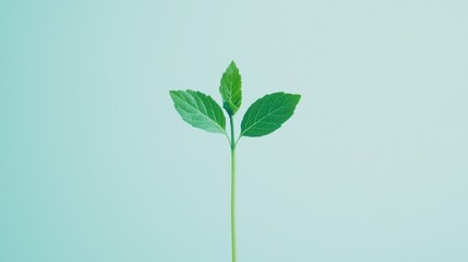 Obraz premium Growing green a young plant thriving in a minimalist space nature photography indoor environment close-up perspective