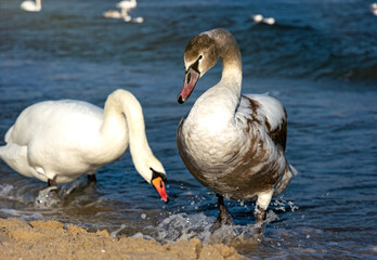 Swans on the Baltic Sea coast in winter	
