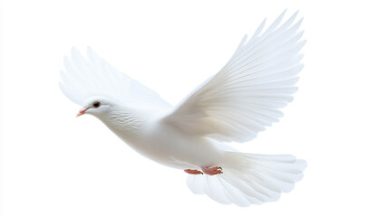 A white dove flying in the air isolated on white background.