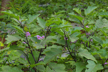 eggplant plants with purple flowers on plantations in Indonesia