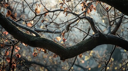 Sunlit autumn tree branches with few remaining leaves.