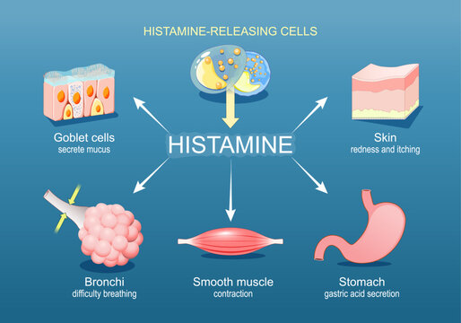 Histamine. Immune response and Allergic reaction