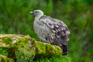 Eurasian Griffon Vulture. Gyps fulvus, Bioparc, Doué la Fontaine, Doué en Anjou, Maine et Loire...