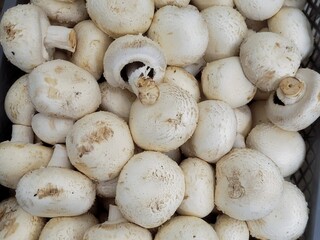 Heap of fresh whole champignons, Button mushrooms, close up full frame as background