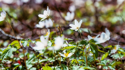 Spring flowers bloom among forest greenery, white wood anemone blossoms, flowers renewal symbol. New life begynning with anemone spring flowers .For greeting cards, eco ads, or seasonal backgrounds.