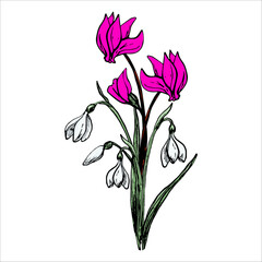Colorful Bouquet Of Painted Spring Flowers Snowdrops And Cyclamens