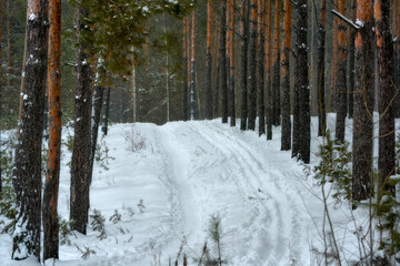 Fototapeta premium Snowy road in a beautiful pine forest. Ski track going uphill along a forest ski track. Health ski track