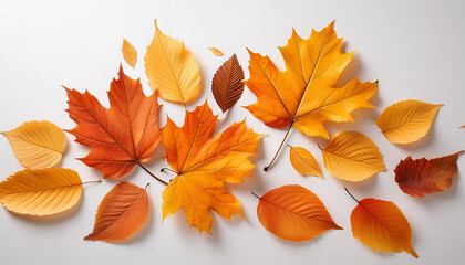 Fototapeta premium autumn leaves in various shades of orange and yellow falling and scattered on a white history best for seasonal issues and designs