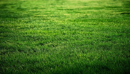texture of a good inexperienced lawn as a historical past