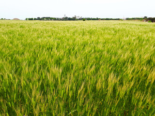 Field of wheat, green rice field
