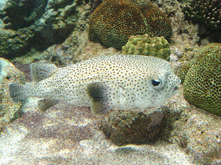 Fish in aquarium, puffer fish © Studio Sab