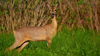 Roe deer standing sideways in the grass on a meadow in spring
