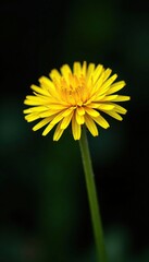 Naklejka premium Bright yellow dandelion blooms on a dark background, flower, texture, closeup