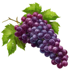 grape fruit watercolor clipart isolate on transparent background