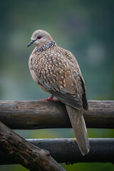 Spotted Dove (Streptopelia, Spilopelia chinensis ceylonensis) in Sri Lanka, Asia