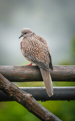 Spotted Dove (Streptopelia, Spilopelia chinensis ceylonensis) in Sri Lanka, Asia