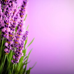 Naklejka premium Purple Lavender Flowers on a Soft Purple Background
