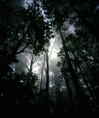 Misty morning light filters through towering trees in an enchanted forest awakening