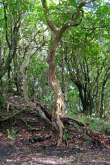 Fototapeta premium En forêt martiniquaise.