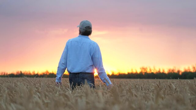 agriculture, wheat field, golden wheat farm field sunset, wheat field, business farm agriculture, agriculture, farmer ready devote life such important necessary cause growing wheat, close up face male