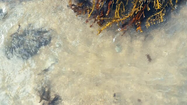 Brown seaweed in the Atlantic Ocean with sandbank and ebb and flow movement. Flow tide anf flood water.
