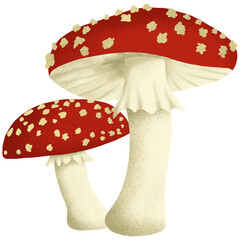 fly agaric amanita muscaria mushroom isolated on white