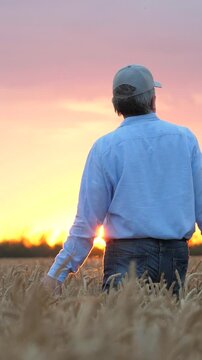 agriculture, wheat field, golden wheat farm field sunset, wheat field, business farm agriculture, agriculture, farmer ready devote life such important necessary cause growing wheat, close up face male