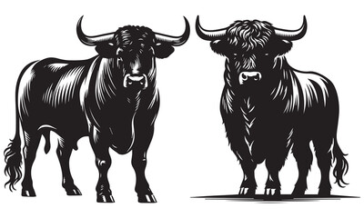 black and white bull