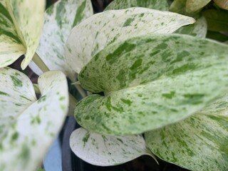 two tone green and white leaves 
