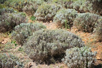 Lavender planting in autumn. Agricultural industry