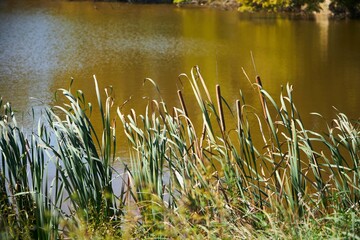 Reeds on the shore of the lake. Evening time of the day, autumn
