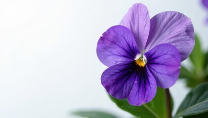 Obraz premium Purple violets on white background with dew drops, flower isolation, spring flowers, violet blooms