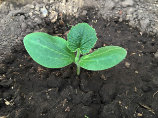 Young zucchini plant growing in the garden bed