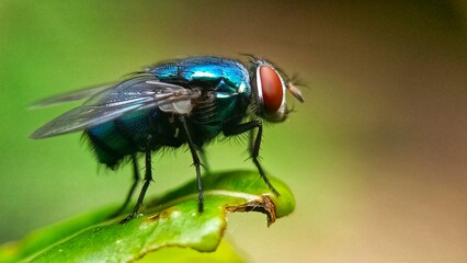 Macro on a leaf of Calliphora Vomitoria or blue fly