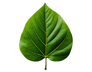 Green Leaf isolated on transparent background