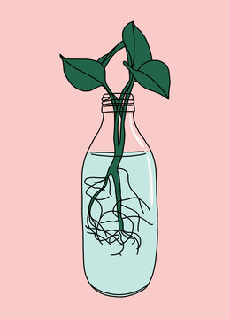 Pothos Plant Growing in a Bottle of Water