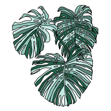 Trio of Lush Monstera Leaves