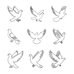 Pigeon Set Line Art Illustration Vector on White Background.