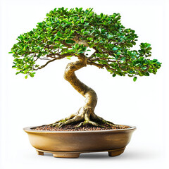 Fototapeta premium Beautiful Bonsai Tree with Green Leaves in Artistic Pot