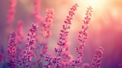 Obraz premium A soft-focus image of pink flowers bathed in warm sunlight, showcasing nature's beauty and tranquility.