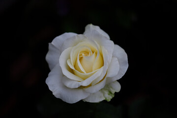 Beautiful white rose blooming in a dark garden setting during early evening hours