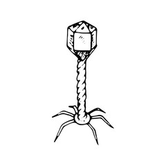 Bacteriophage - microscopic viral agent infecting bacteria, symbolizing biological control. Black and white vector illustration with white background. Hand drawn isolated line art object