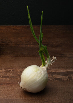 Sprouting sweet white onion on wooden table dark background