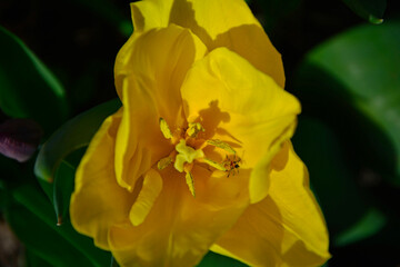 żółty tulipan, kwiat żółtego tulipana, Tulipa, małe owady oblepione pyłkiem w środku zółtego tulipana, yellow tulip    © kateej