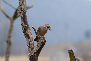 Passerotti e uccelli di bosco