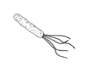 Vector illustration of a lophotrichous bacterium in black and white line art technique. Hand drawn, detailed microbial cell, ideal for medical, microbiology, and healthcare designs