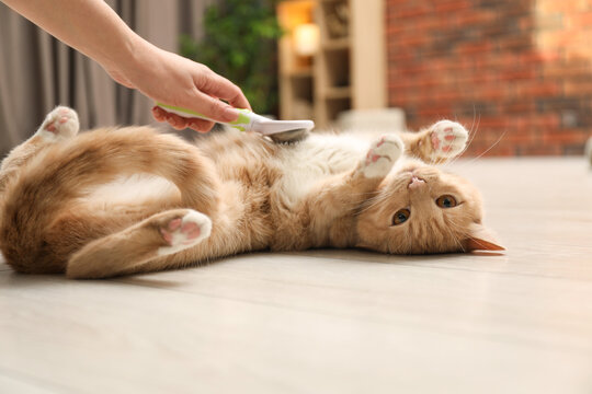 Woman brushing cat's hair on floor at home, closeup. Pet grooming