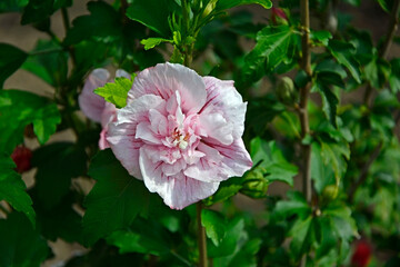 pełny, rózowy kwiat ketmii syryjskiej, hibiskusa, Hibiscus syriacus, pink hibiscus flower, Hibiscus syriacus blooming, Pink Hibiscus syriacus flowers, Syrian ketmia double-flowered pink flowers   © kateej